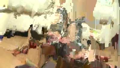 Elisa flattens big Lobster. Rare Video