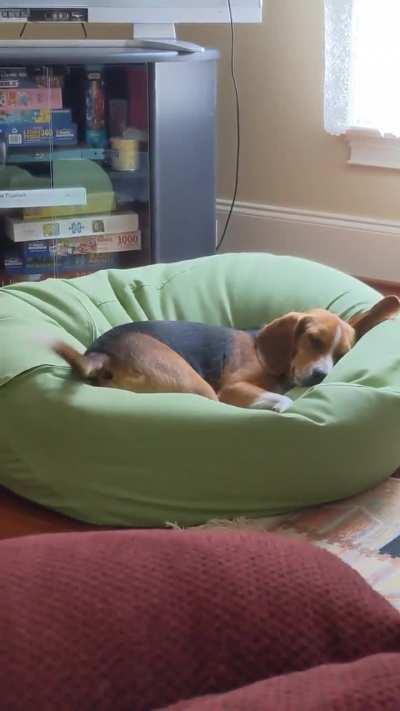 He must be having a really good dream...