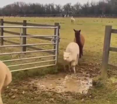 The last one with the extra fancy jump