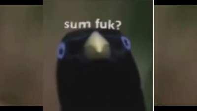 Lemme smash, but Ron wants to sing not to smash