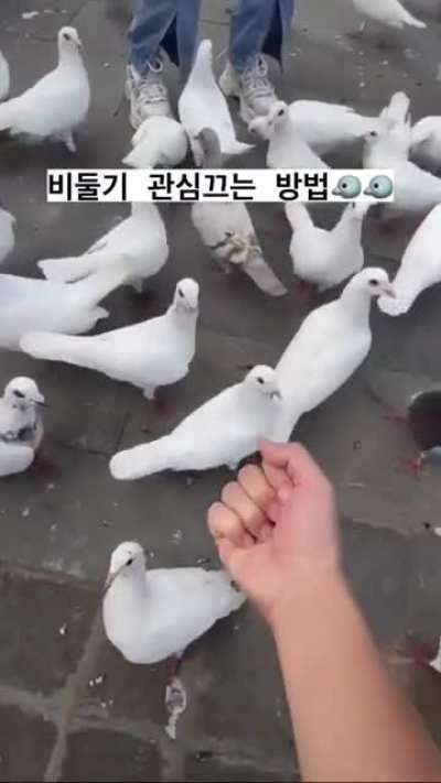 Pigeons died inside