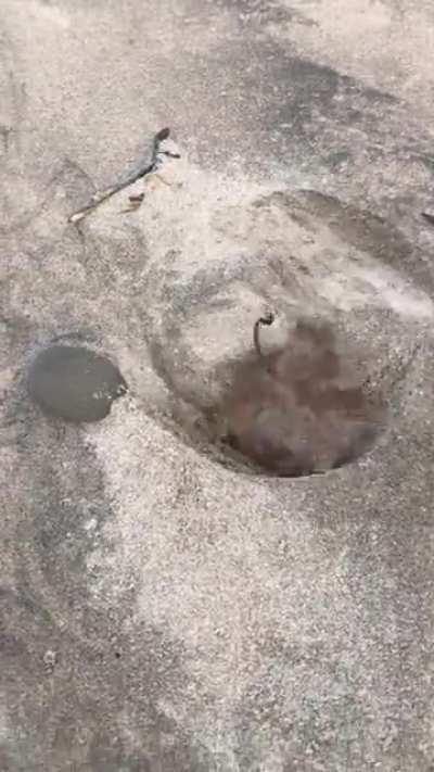 So I found this leaf doing some digging in the wind... thought someone may enjoy it