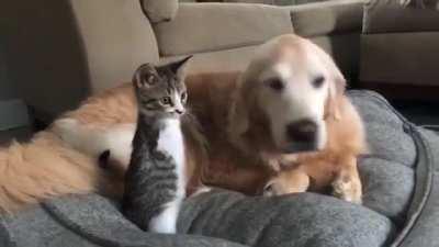 Cat and Dog Friends