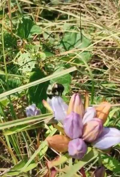 Bee's love closed bottle gentians.