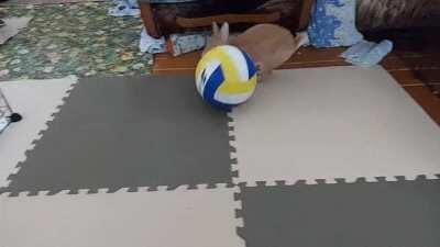 Belka playing with a ball