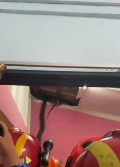 Pest control came to solve bugs problems, see what they found!