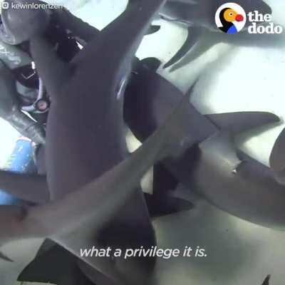 Over 300 hooks removed and many more Cuddles served! 🦈🦈🦈