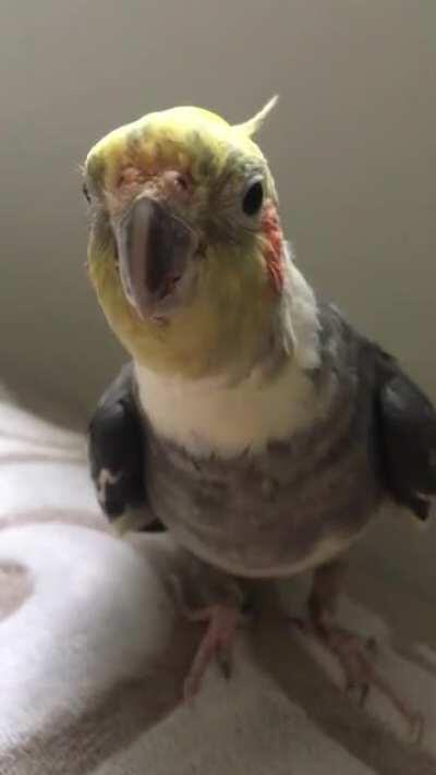 Lost my best mate today 💔 He was with us for 22 years. He was showing signs of illness recently so our vet put him on medication but unfortunately it was his time to go 😓 This video makes me happy so thought I’d share. Rest easy little Skrazzy xx