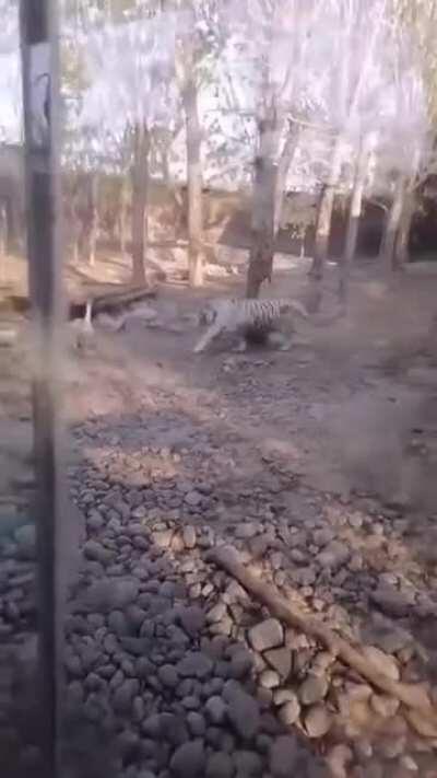 Goose vs 2 Tiger... they never stood a chance