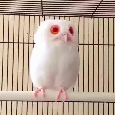 Albino Owl