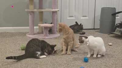 I restocked the Feral Room's toy supply.