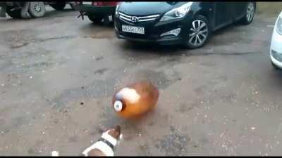 esse cachorro tá bem, sério