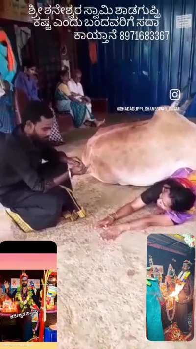 Another cow-related ritual / healing