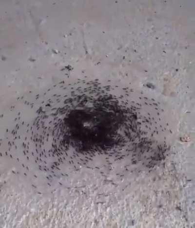 Hormigas imitando a judios dando bueltas