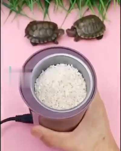 are you ok little turtle?