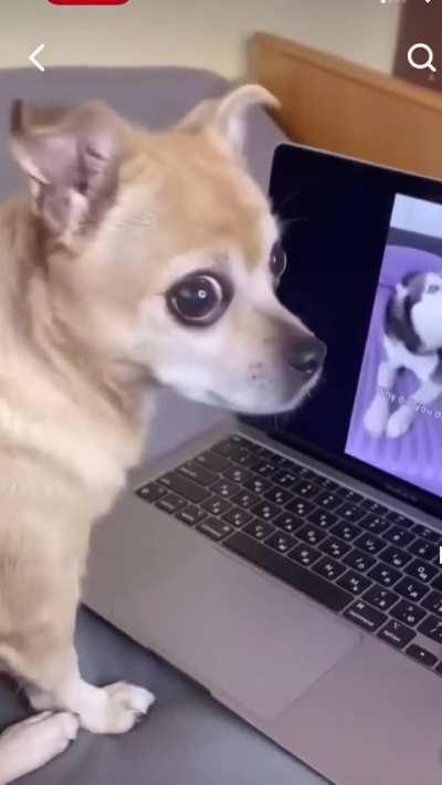 To shave the chihuahua