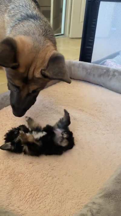 He ate the puppy. 😳