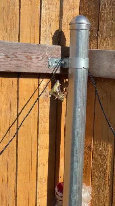 Feeding my backyard friend