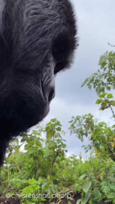 Close encounter with Mountain Gorilla