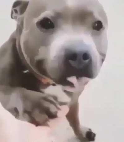 Собака-улыбака