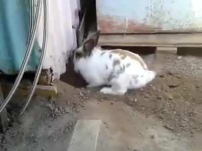 The cat using the newly made rabbit digger! Tap it, and it digs!