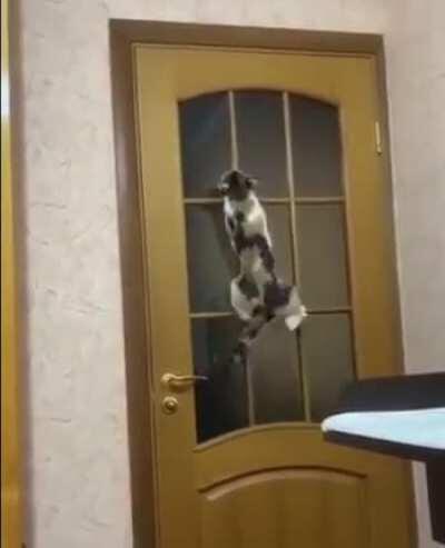 were his ancestors spiders?