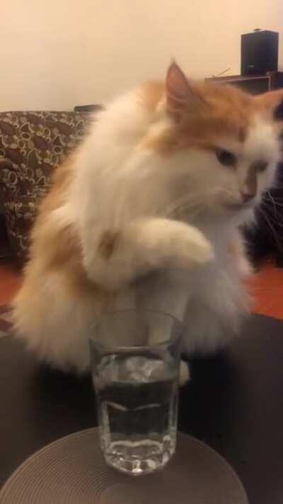 Too dainty to get his whiskers wet