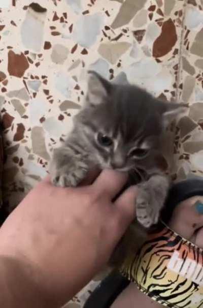 I love you small cat