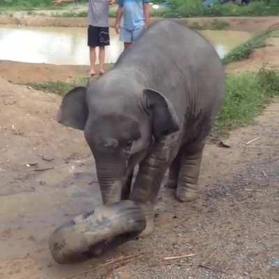 Baby elephant playing with a tire