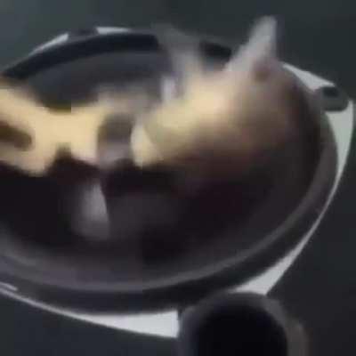 Vibing lizard Thursday