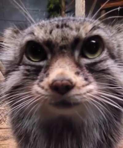 manul stare