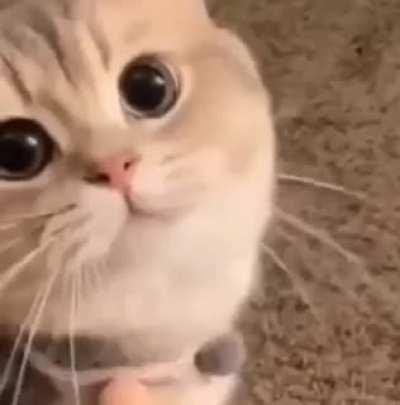 Meowwww usher usherrr