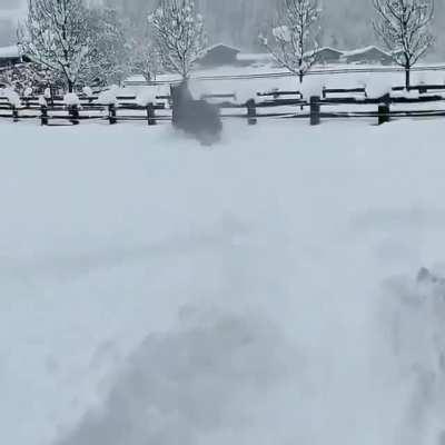 Horsing around in snow