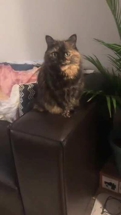 She wasn’t allowed on furniture with her old owners so now whenever she’s up there she thinks the polite thing to do is to announce it via yell