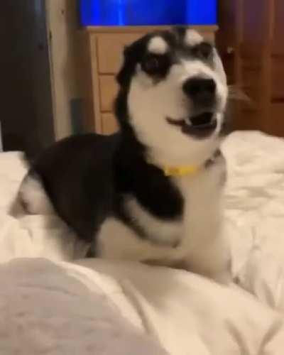 Dog: I just touched the leg that you shouted