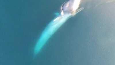 🔥 Blue Whale devouring an entire school of krill 🔥