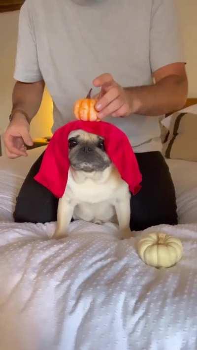 Magician's assistant