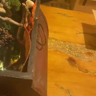 Grandma’s secret. What grandparent would want to have a secret fairy chest to show their grandkids .. so I made one