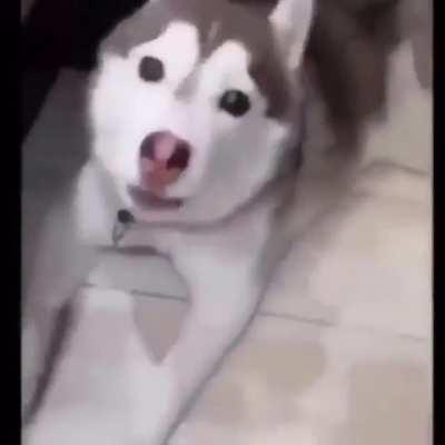 Doggo goes wueeeeeeeee-