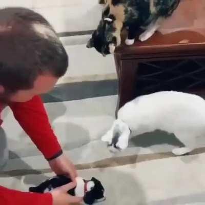 Welcoming a new family member