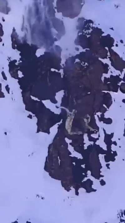 Snow leopard falls off cliff to hunt