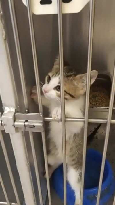 Went to get a dog and somehow left with him