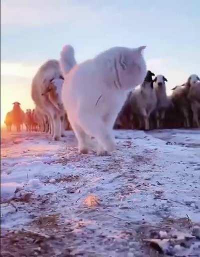 leader ahead of everyone