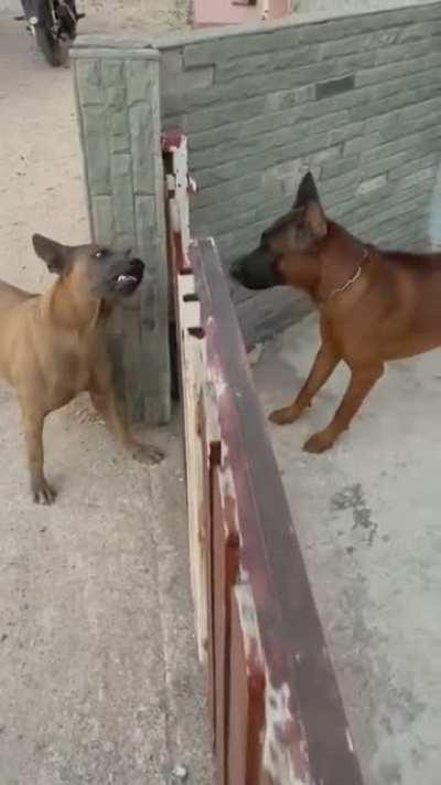 Dogs explain the internet