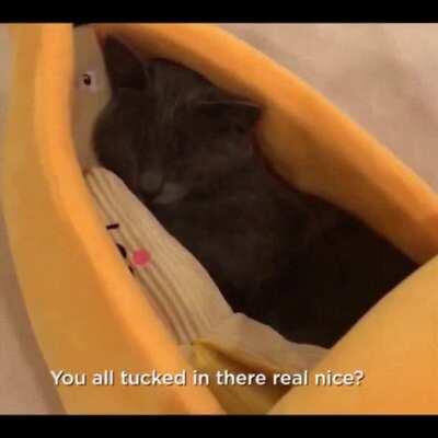 Tucked into his banana bed.