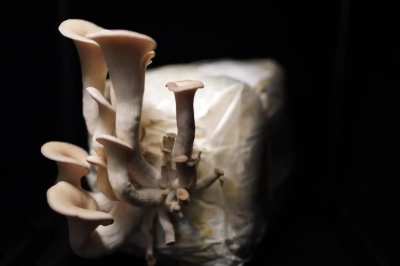 King Trumpet Oyster Mushroom