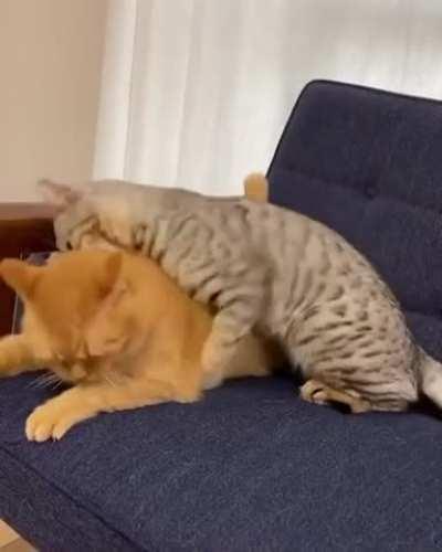 Cat takes a bite of cat. Cat does not like that.