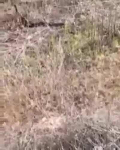 Yılanlar dünyanın en talikali ve zehirli haeyvanlardır