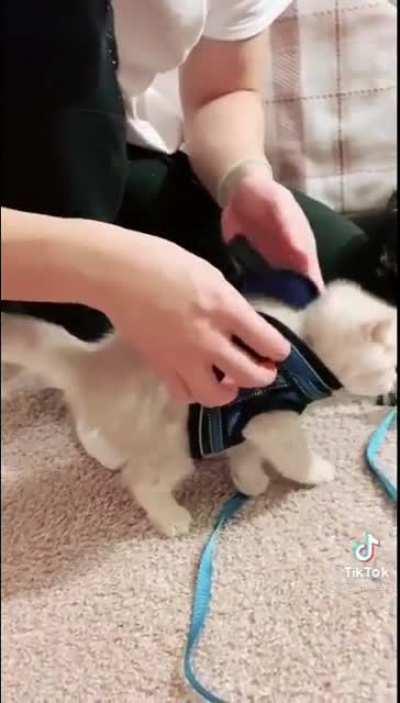 to train kitty to walk wearing a harness