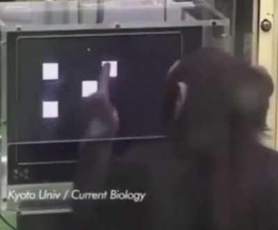 Chimpanzee proving they have insane memory skills. Most people couldn't do this.